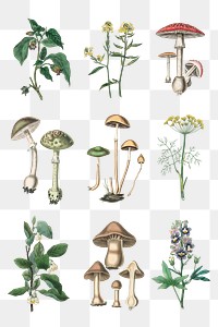 Colorful flowers and mushrooms png vintage collection