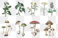 Vintage botanical plant and fungus png illustrations
