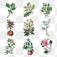 Flowers colorful fruits and vegetable png illustration set antique