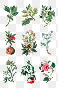 Various colorful fruit and flowers png pack vintage
