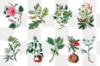 Medical botany plant png set illustrations