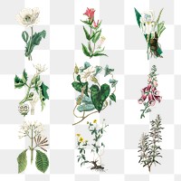 Png collection of colorful flowers illustration
