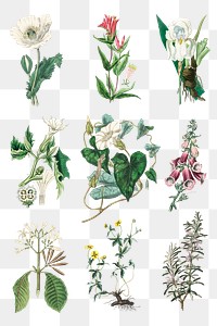 Colorful flowers png vintage illustration collection
