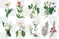 Medical botany plant png set illustrations