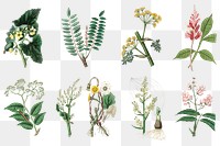 Medical botany plant png set illustrations