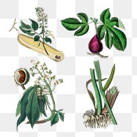 Antique medicinal plant png collection illustration