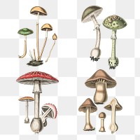 Green red and brown fungus png illustration collection