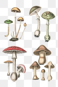 Png set red green and brown mushroom illustration