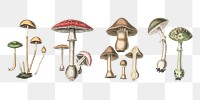 Medical botany fungus png set illustrations