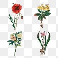 Antique colorful botanical png flowers and plant sketch pack