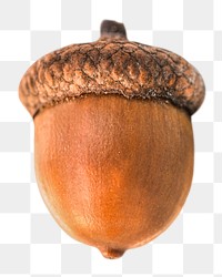 Acorn png clipart, brown oaknut 