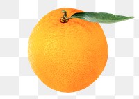 Orange png clipart, citrus fruit on transparent background