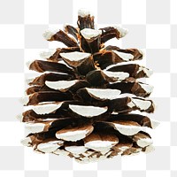 A white pine cone Christmas ornament on transparent