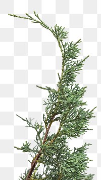 Evergreen spruce twig transparent png