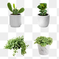 Plant in a ceramic pot mockup design elements