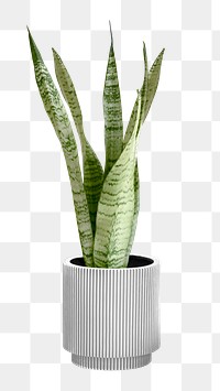 Snake plant in a gray plant pot mockup