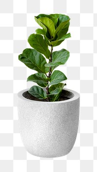 Fiddle-leaf fig in a gray pot mockup