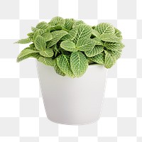 Fittonia plant in a white pot mockup