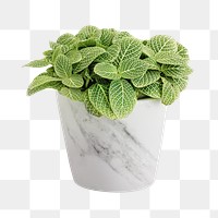 Fittonia plant in a white pot mockup