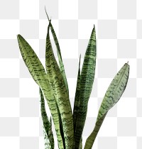 Fresh snake plant design element