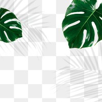 Green Monstera and palm leaves shadow png