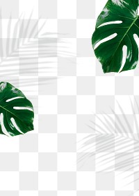 Monstera and palm leaves shadow png