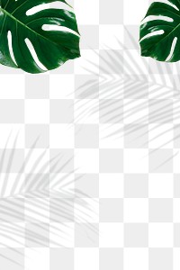 Green Monstera and palm leaves shadow png