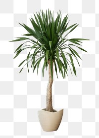 Palm tree png mockup house plant in a pot