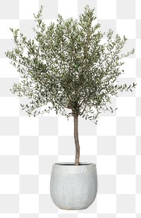 Olive tree png mockup house plant in a pot