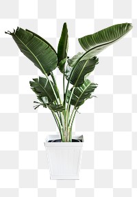 Green plant for decoration on white