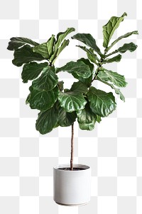 Fiddle leaf fig tree design element