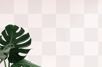 Green Monstera leaves png background