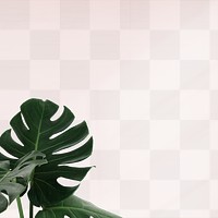 Green Monstera leaves png background