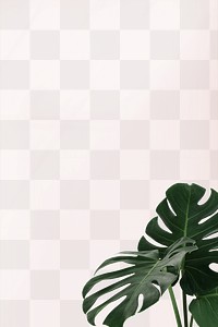 Green Monstera leaves png background