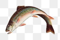 Vintage Rainbow Trout chromolithograph