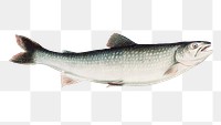 Vintage Creek Chub chromolithograph