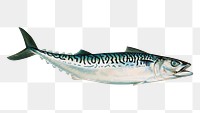 Vintage Mackerel fish chromolithograph