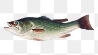 Vintage Largemouth Bass chromolithograph