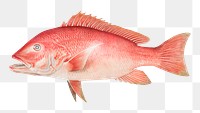 Vintage Northern Red Snapper chromolithograph