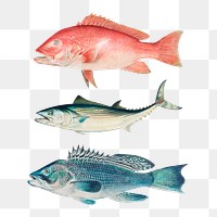 Vintage set of fish chromolithograph