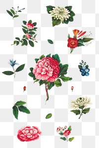 Beautiful vintage Chinese flower illustrations set transparent png