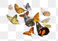 Mixed flying butterflies vintage illustration transparent png