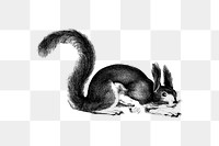 PNG Drawing of Abert's squirrel, transparent background