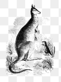PNG Drawing of kangaroo and kangaroo rat, transparent background