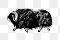 PNG Drawing of muskox, transparent background