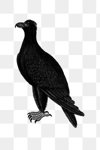 PNG Drawing of a mountain eagle, transparent background