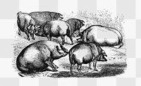 PNG Drawing of pigs, transparent background