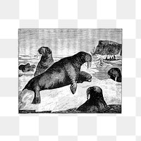 PNG Drawing of a herd of walrus, transparent background