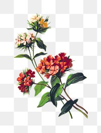 PNG Drawing of Sweet William flowers, transparent background