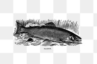 PNG Drawing of a salmon, transparent background